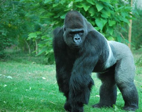 silverback gorilla 2 by tl3319 on DeviantArt