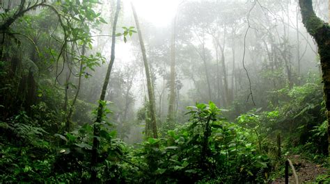 Amazon Rainforest | Life Science | Twinkl USA - Twinkl