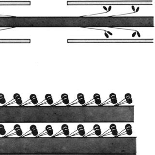 Sliding-filament models for actomyosin and microtubule-dynein ...