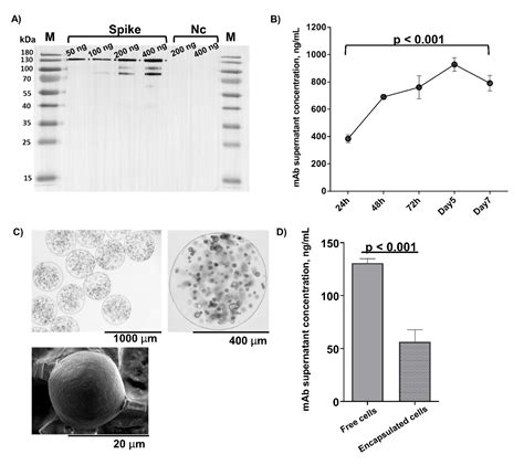 Sustained Delivery Of A Monoclonal Antibody Against Sars Cov 2 By Microencapsulated Cells A