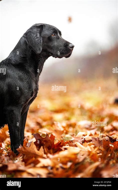 Beautiful hunting black Labrador Retriever sitting and waiting during a ...