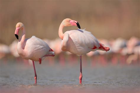 Introduzir 65 imagem por que o flamingo é rosa br thptnganamst edu vn