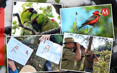 Observaci N De Aves En Nuevo Le N Qu Es Y Cu Nto Cuesta Grupo Milenio