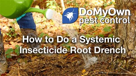 How To Apply A Systemic Insecticide Root Drench Domyown Youtube