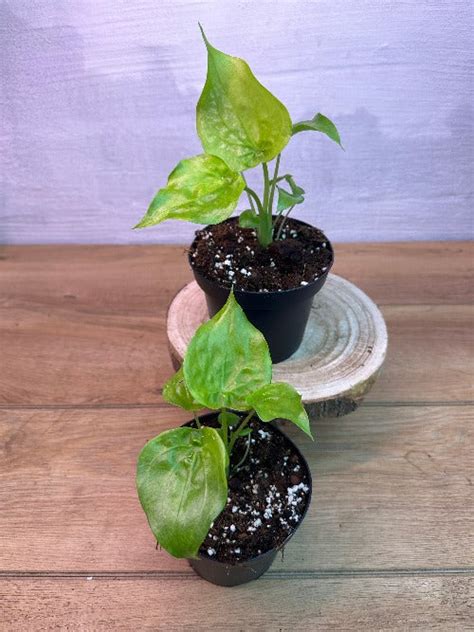 Alocasia Cucullata Aurea | Harmony Plants