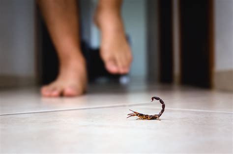 Acidentes Escorpi Es Como Proceder Pensamento Verde