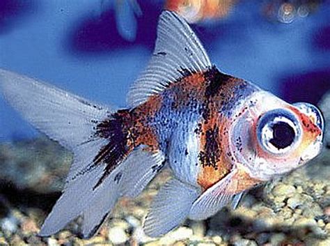 Goldfish Carassius Auratus Tropical Fish Keeping