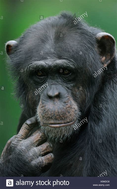 Pygmy Chimpanzee Pan Paniscus High Resolution Stock Photography and ...