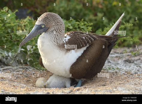 Blue Footed Booby Sula Nebouxii On The Nest With A Chick And An Egg