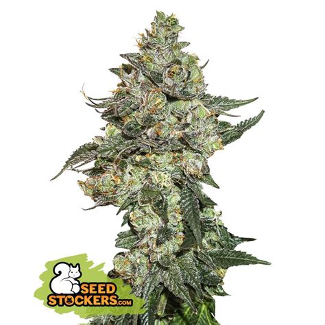 Seedstockers Girl Scout Cookies Auto Indras Planet 11 25