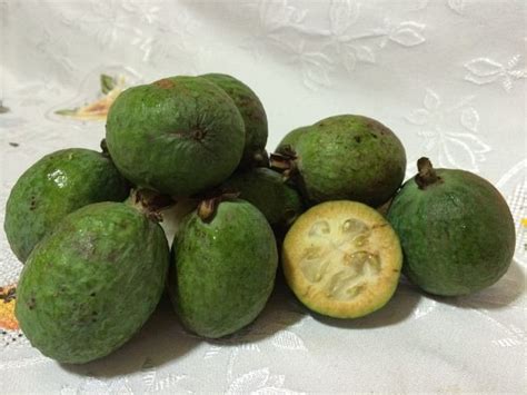 Feijoa A Nossa Goiaba Da Serra Apremavi