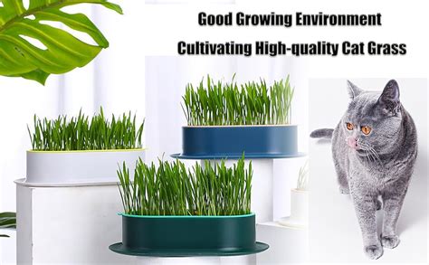 Aedlay Cat Grass Planter No Seeds Included Cat Grass For Indoor Cats Hydroponic