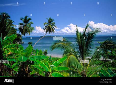 Palmtrees And Banana Plants On Samana Peninsula Dominican Republic