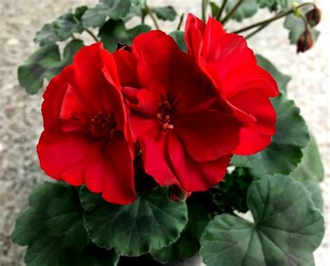 Пеларгония зональная Dеер Burgundy (0,1л) - Завод ФЛОРА