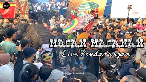 G Ger Macan Macanan Live Pendarungan Lintang Joyo Kusumo Youtube