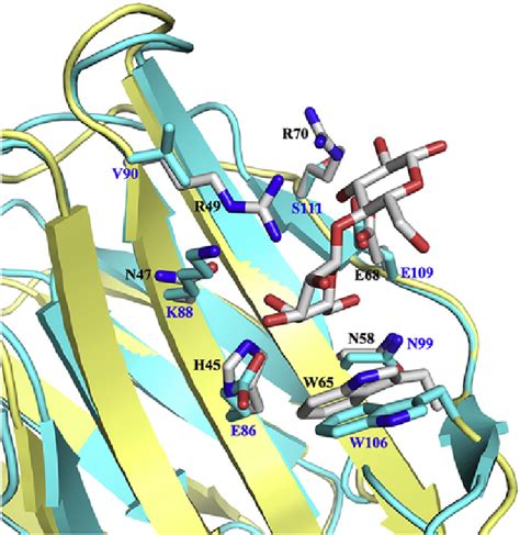 Superposition of the structure of the contact site for a β galactoside