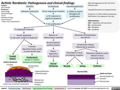 Actinic Keratosis Pathogenesis And Clinical Findings Calgary Guide