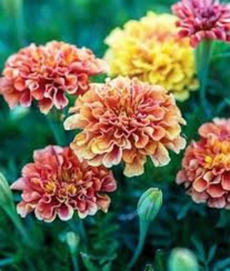 Strawberry Blonde Marigold Seeds 12 Count Etsy