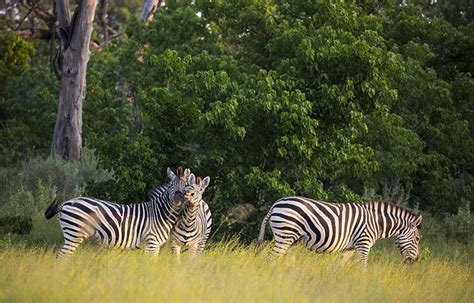 25 Fun Facts About Zebras The Geography Teacher