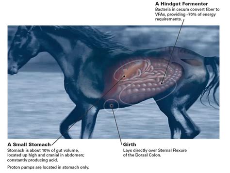 how to know if horse has ulcers