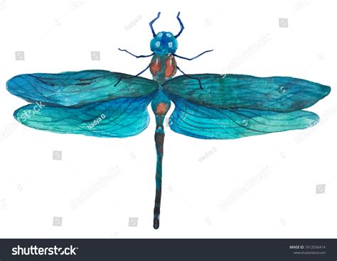 Watercolor Blue Dragonfly Different Kind Design Stock Illustration ...