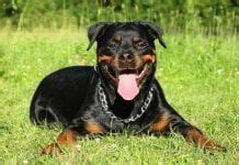 Rottweiler Growth Chart -Rottweiler Height Chart -Rottweiler Weight ...