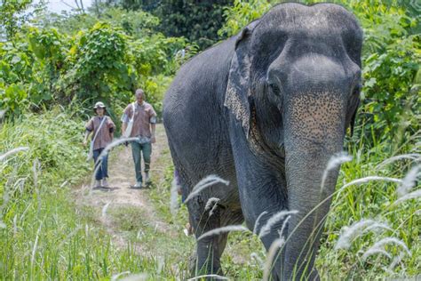 Phuket: Elephant Sanctuary Small Group Tour - Phuket.Net