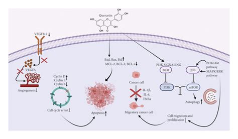 Anticancer Effect Of Quercetin Against Gc Download Scientific Diagram