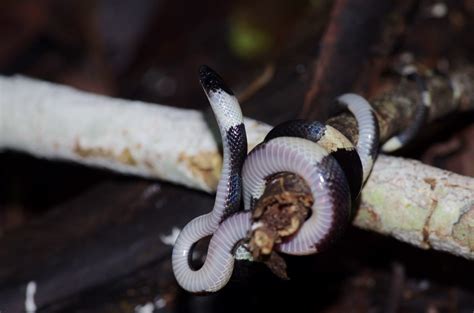 Oxyrhopus Petolarius Digitalis From Maynas Loreto Peru On February 4