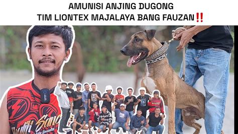 Koleksi Anjing Tim Liontex Majalaya Bang Fauzan Youtube