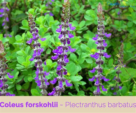 Coleus forskohlii health benefits and traditional uses