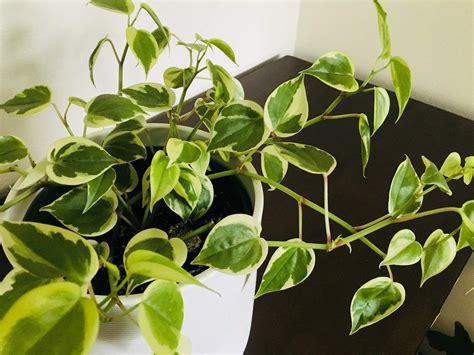 Blog Bloomspace Plants Indoor Plants Peperomia Plant