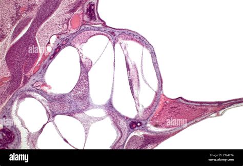 Organ of Corti (spiral organ). Inner ear cochlea histology ...