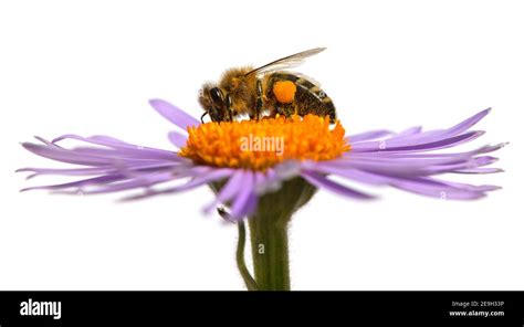 Abeja O Abeja Mel Fera En Lat N Apis Mellifera Abeja Mel Fera Europea