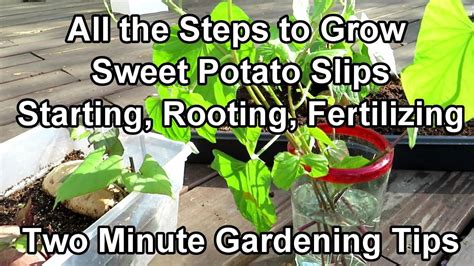 All The Steps To Grow And Root Sweet Potato Slips Start Early And Fertilize Two Minute Trg Tips