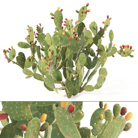 ArtStation - Cactus Opuntia ficus-indica tree | Resources