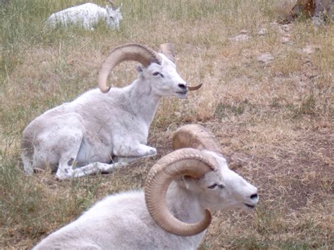 Bighorn sheep Free Photo Download | FreeImages