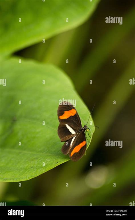 Macro Picture Of A Brown Orange And White Butterfly Heliconius In A