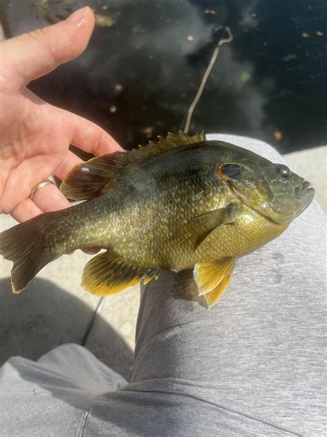 Are these all hybrid bluegill? : r/Fishing