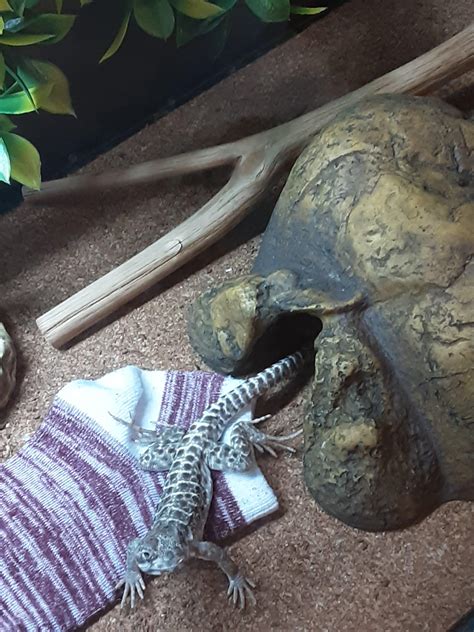 is it normal lizard vomiting at home 9