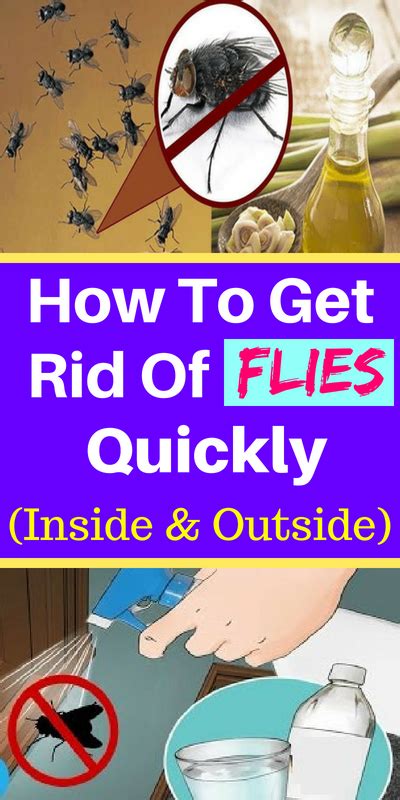 30 HD Get Rid Of Fruit Flies Outside Insectza