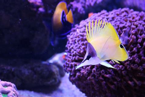 Long nose butterfly fish experience? | Reef2Reef