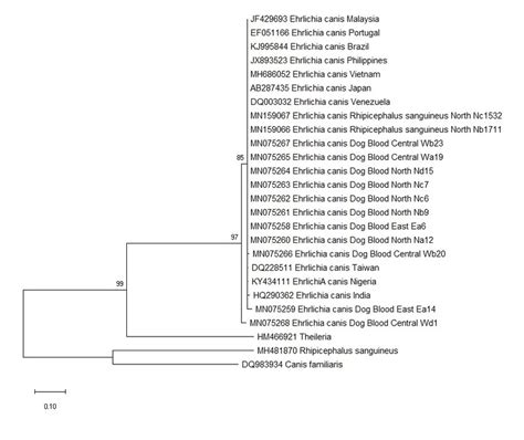 Phylogenetic Tree Of E Canis Constructed Using 16S RRNA Gene And