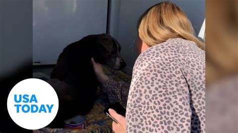 Dog Reunited With Her Owner After 12 Years Apart Usa Today Youtube