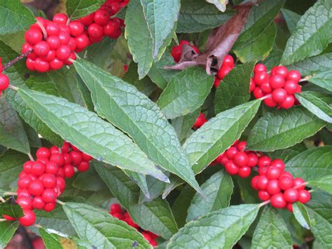 Arbuste à baies rouges pour apporter une touche de couleur au jardin