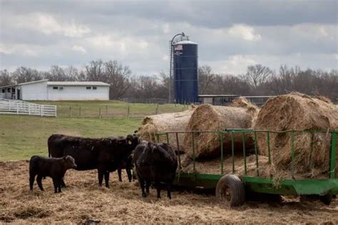 Alfalfa for Cows - All You Need to Know - Homestead & Prepper