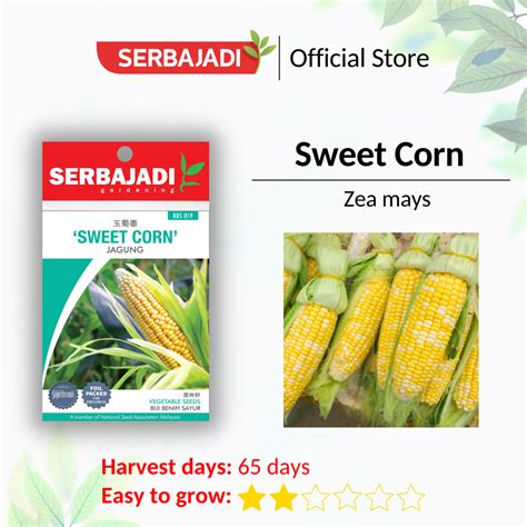 Serbajadi Sweet Corn Vegetable Seed Biji Benih Sayur Jagung Manis