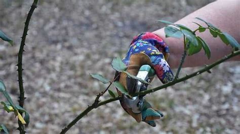 Winter pruning tips: Snip or saw your way to healthier trees