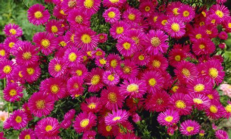 Астра кустарниковая (Aster domosus) - купить саженцы в Минске