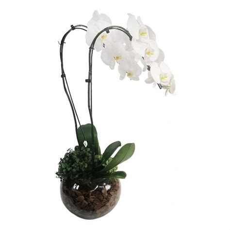 Orqu Dea Phalaenopsis Branca Hastes No Vaso